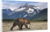 Brown Bear, Katmai National Park, Alaska by Anonymous