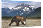 Brown Bear, Katmai National Park, Alaska by Anonymous