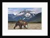 Brown Bear, Katmai National Park, Alaska by Anonymous