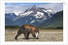 Brown Bear, Katmai National Park, Alaska by Anonymous