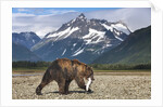 Brown Bear, Katmai National Park, Alaska by Anonymous