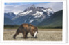 Brown Bear, Katmai National Park, Alaska by Anonymous