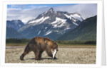 Brown Bear, Katmai National Park, Alaska by Anonymous