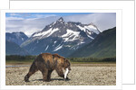 Brown Bear, Katmai National Park, Alaska by Anonymous