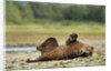 Brown Bear, Katmai National Park, Alaska by Anonymous
