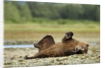Brown Bear, Katmai National Park, Alaska by Anonymous