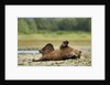 Brown Bear, Katmai National Park, Alaska by Anonymous