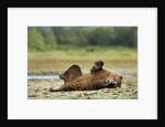 Brown Bear, Katmai National Park, Alaska by Anonymous