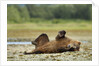 Brown Bear, Katmai National Park, Alaska by Anonymous