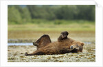 Brown Bear, Katmai National Park, Alaska by Anonymous