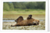 Brown Bear, Katmai National Park, Alaska by Anonymous