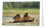 Brown Bear, Katmai National Park, Alaska by Anonymous