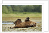 Brown Bear, Katmai National Park, Alaska by Anonymous