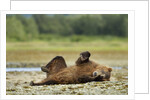 Brown Bear, Katmai National Park, Alaska by Anonymous