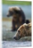 Brown Bear, Katmai National Park, Alaska by Anonymous