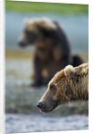 Brown Bear, Katmai National Park, Alaska by Anonymous