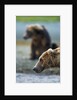 Brown Bear, Katmai National Park, Alaska by Anonymous