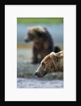 Brown Bear, Katmai National Park, Alaska by Anonymous