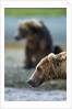 Brown Bear, Katmai National Park, Alaska by Anonymous