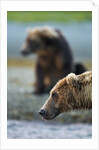 Brown Bear, Katmai National Park, Alaska by Anonymous