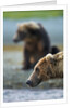 Brown Bear, Katmai National Park, Alaska by Anonymous