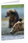 Brown Bear, Katmai National Park, Alaska by Anonymous