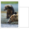 Brown Bear, Katmai National Park, Alaska by Anonymous