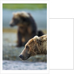 Brown Bear, Katmai National Park, Alaska by Anonymous