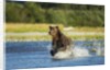 Brown Bear, Katmai National Park, Alaska by Anonymous