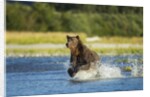 Brown Bear, Katmai National Park, Alaska by Anonymous