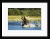 Brown Bear, Katmai National Park, Alaska by Anonymous