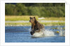 Brown Bear, Katmai National Park, Alaska by Anonymous