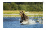 Brown Bear, Katmai National Park, Alaska by Anonymous