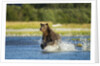 Brown Bear, Katmai National Park, Alaska by Anonymous