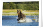 Brown Bear, Katmai National Park, Alaska by Anonymous