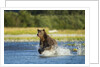Brown Bear, Katmai National Park, Alaska by Anonymous