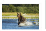 Brown Bear, Katmai National Park, Alaska by Anonymous