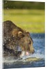 Brown Bear, Katmai National Park, Alaska by Anonymous