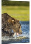 Brown Bear, Katmai National Park, Alaska by Anonymous