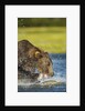 Brown Bear, Katmai National Park, Alaska by Anonymous