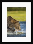 Brown Bear, Katmai National Park, Alaska by Anonymous