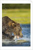Brown Bear, Katmai National Park, Alaska by Anonymous