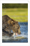 Brown Bear, Katmai National Park, Alaska by Anonymous