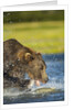 Brown Bear, Katmai National Park, Alaska by Anonymous