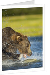 Brown Bear, Katmai National Park, Alaska by Anonymous