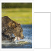 Brown Bear, Katmai National Park, Alaska by Anonymous