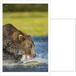 Brown Bear, Katmai National Park, Alaska by Anonymous