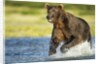 Brown Bear, Katmai National Park, Alaska by Anonymous