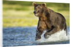 Brown Bear, Katmai National Park, Alaska by Anonymous