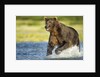 Brown Bear, Katmai National Park, Alaska by Anonymous